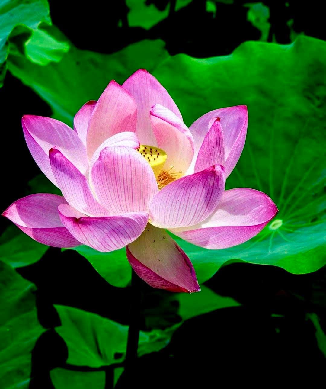 Ai cũng có điểm yếu