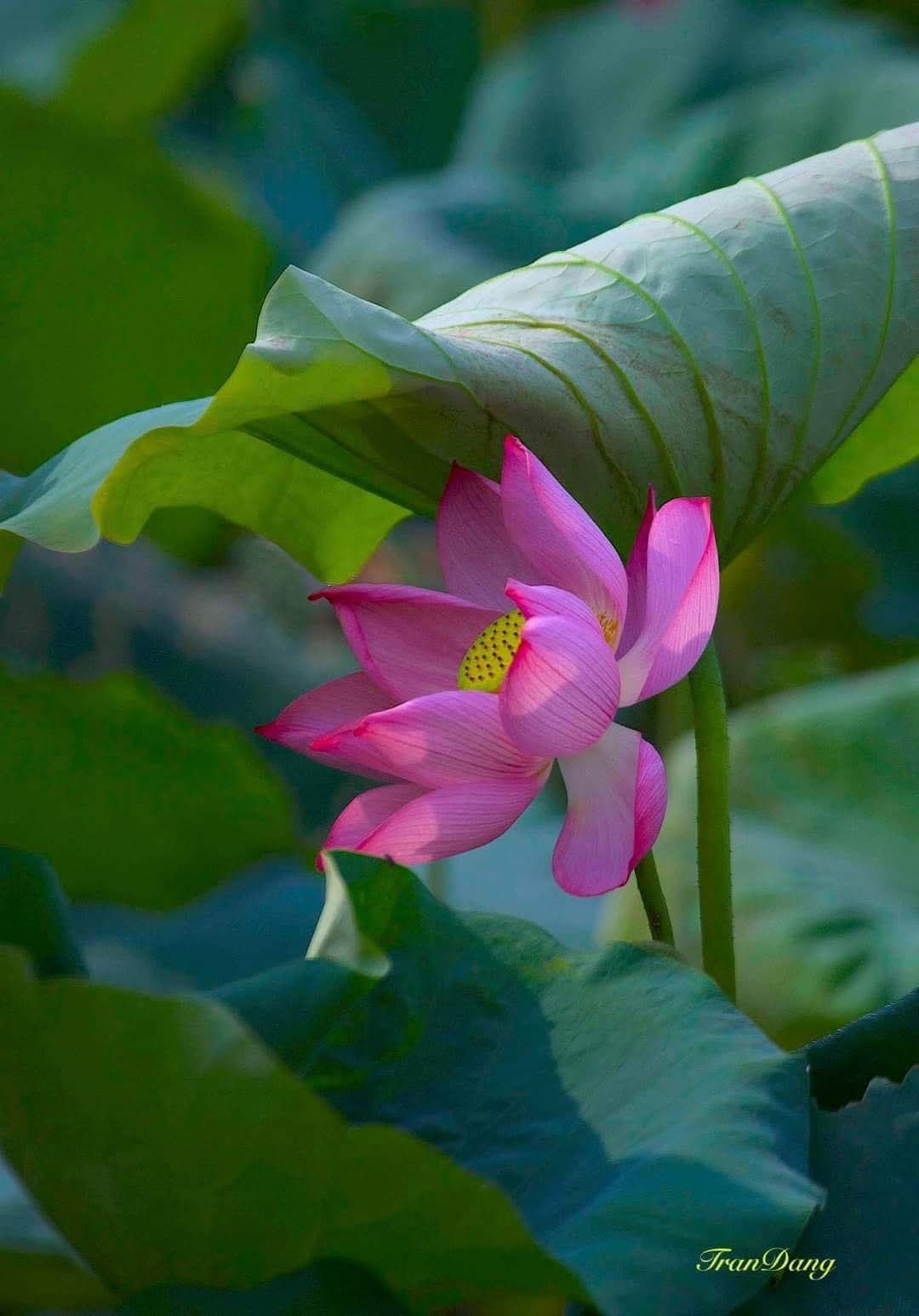 Rồi chúng ta lại phải loay hoay mãi, đi qua bao đau thương