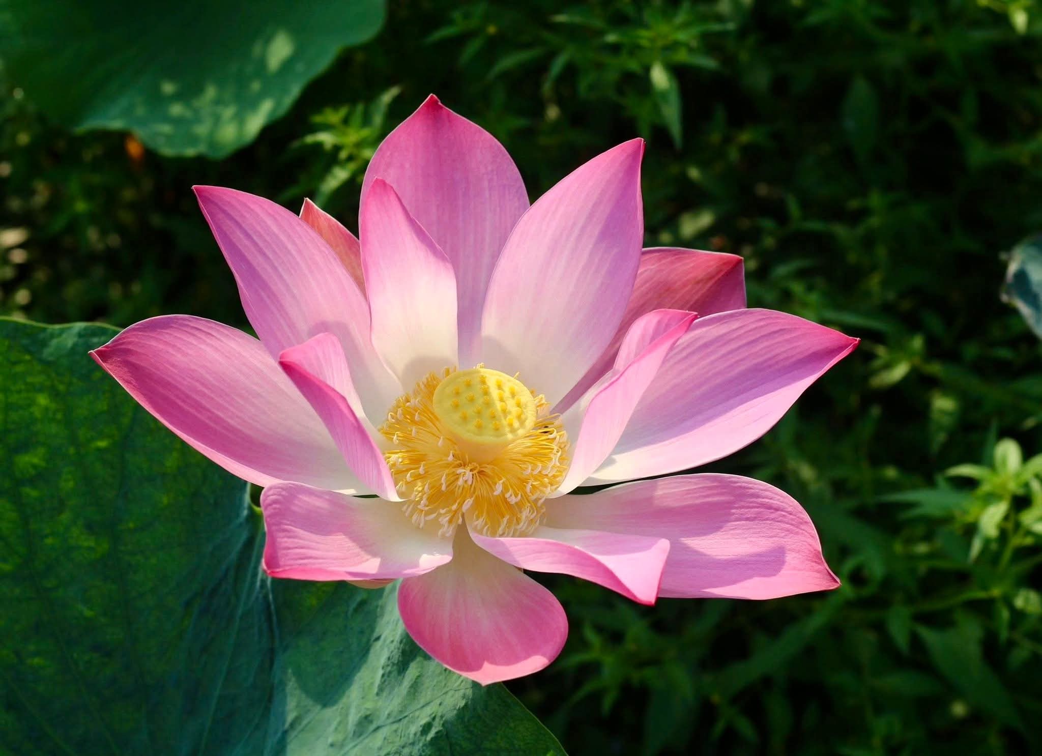 Tâm không vui buồn