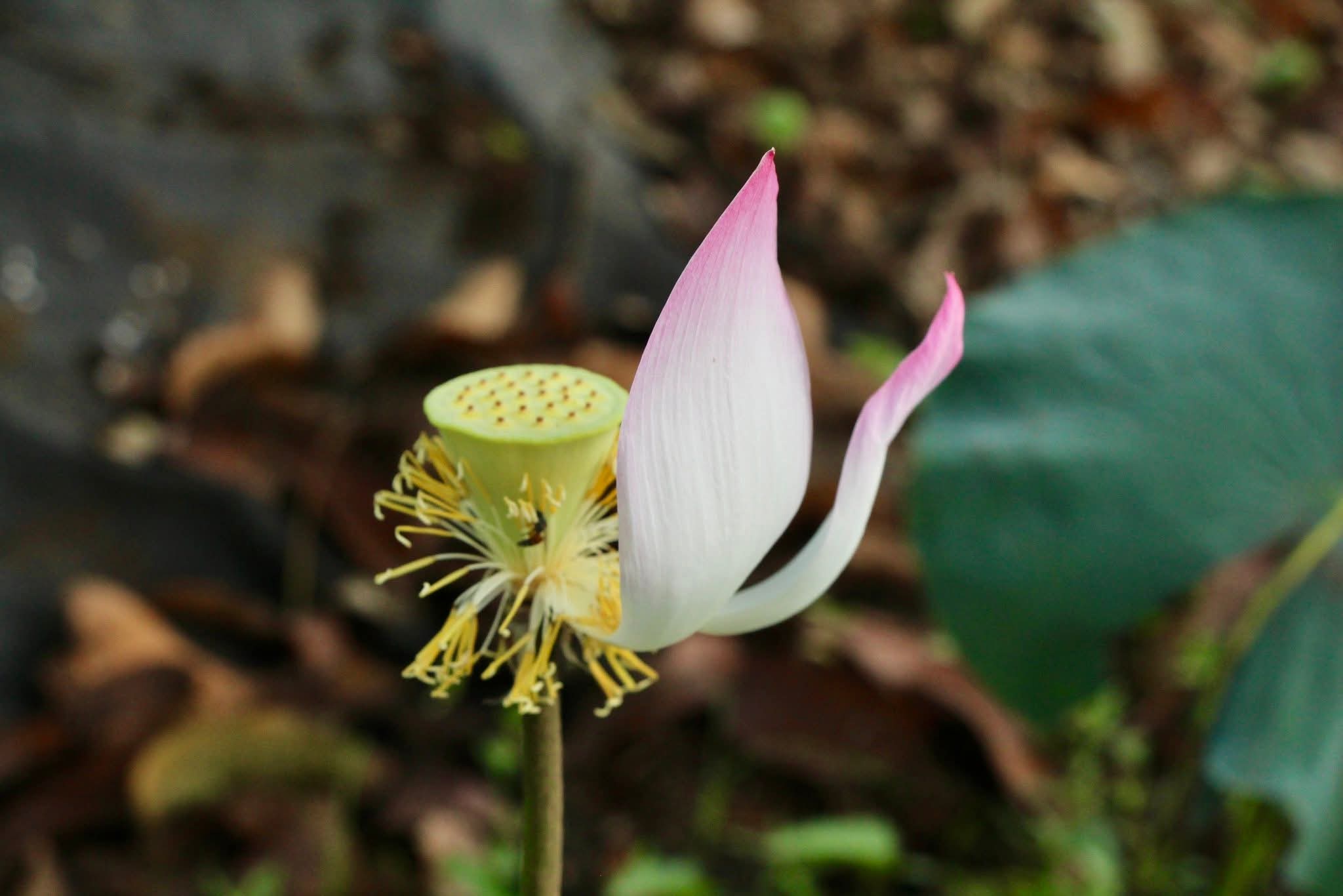 Bình an không phải do cầu mà có