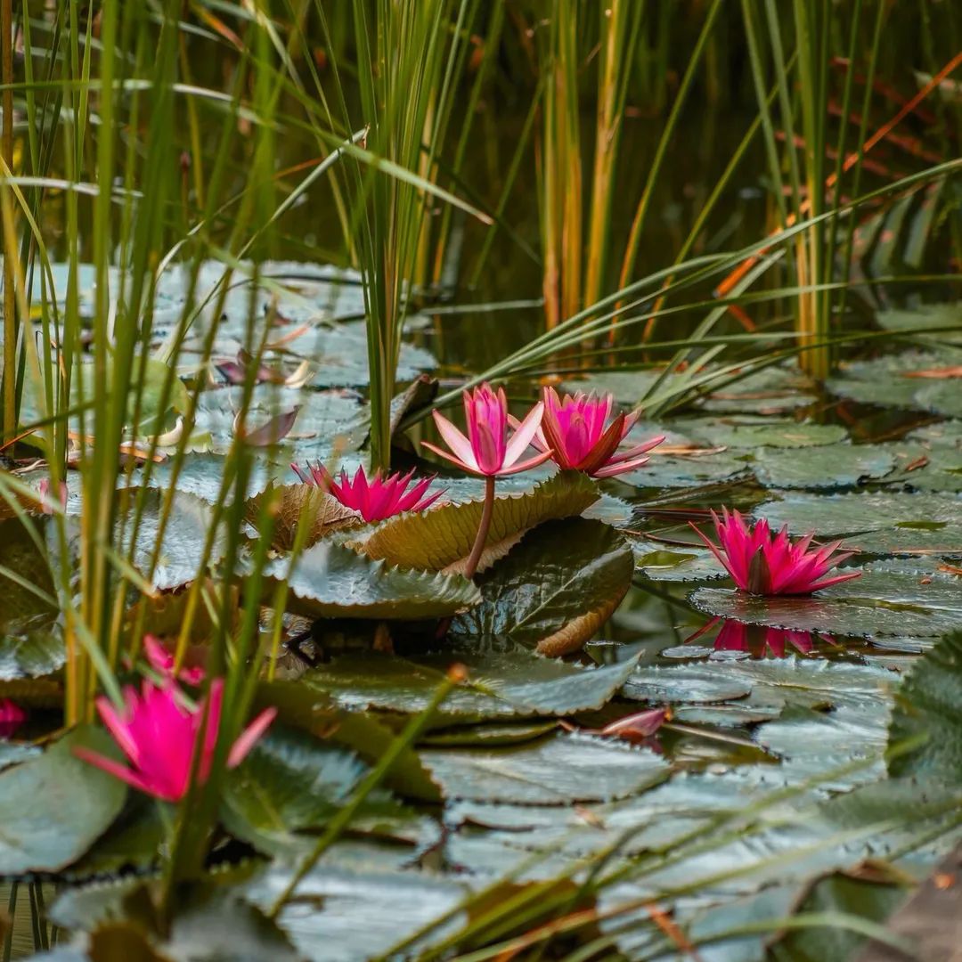 Khi tâm tĩnh lặng