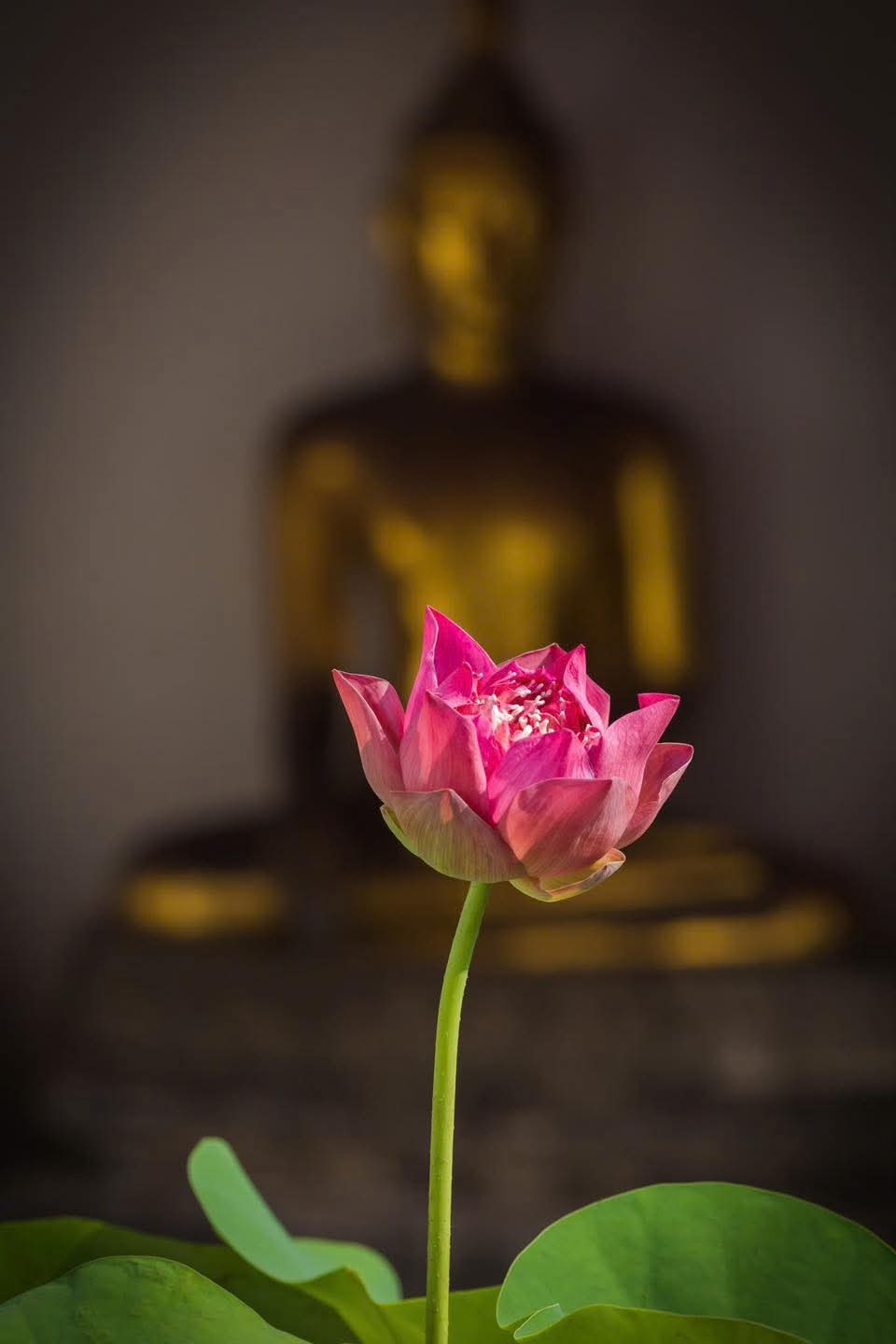 Không lạc mất mình