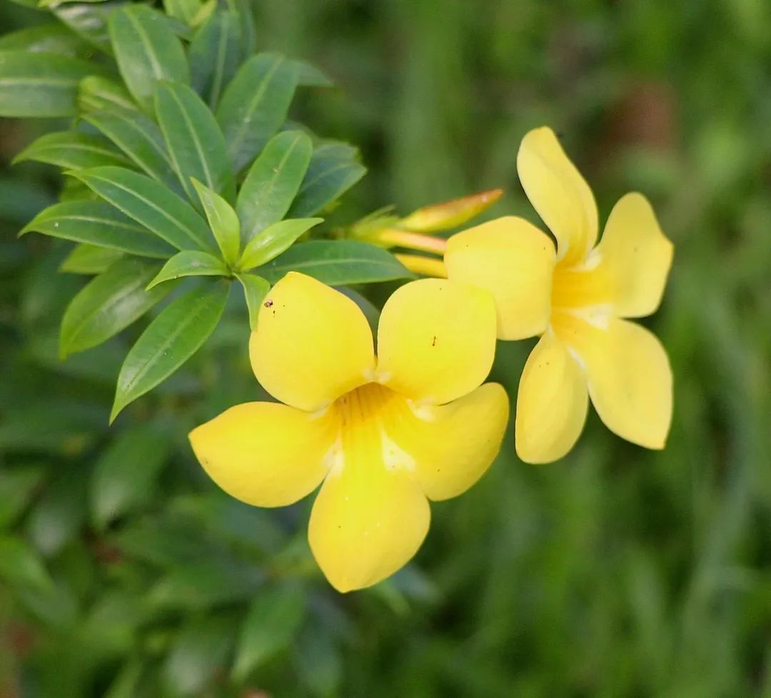 Nuôi thân hay nuôi bệnh