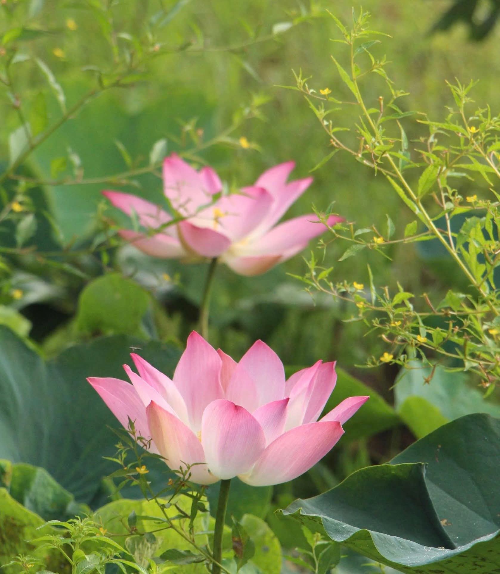 Thận âm hay thận dương đang yếu