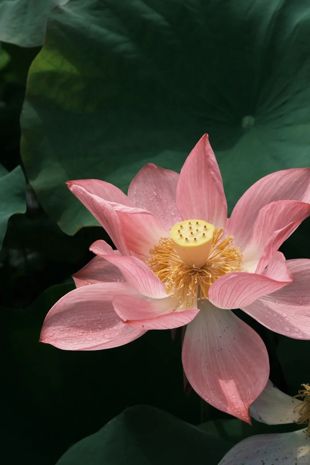 Lau bụi tâm mình