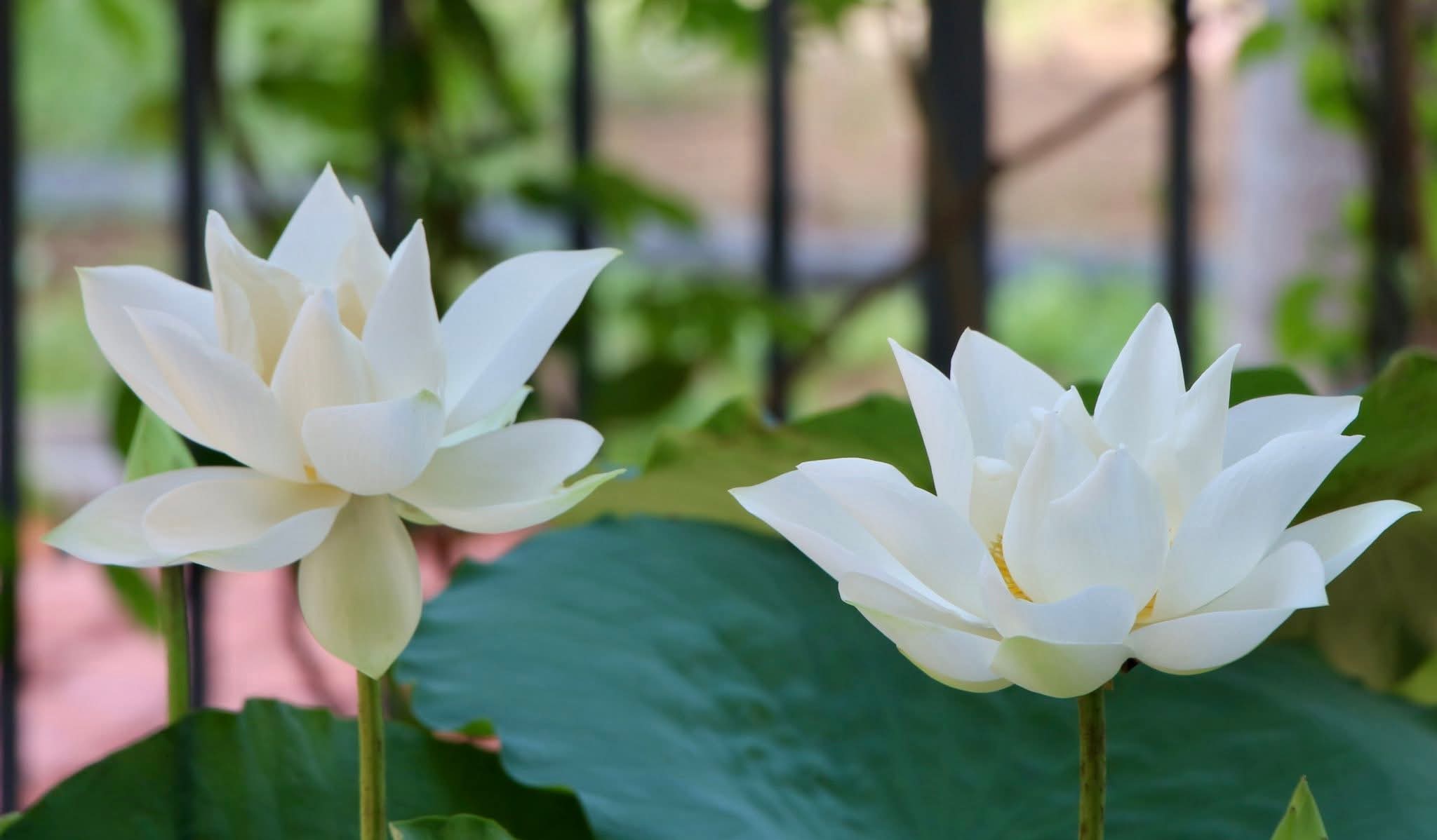 Lữ khách qua đường