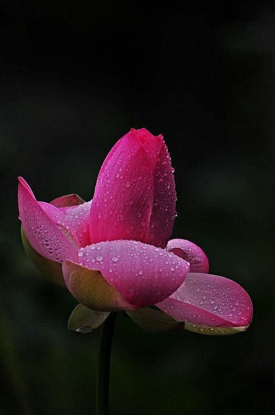 Tự mình bước đi