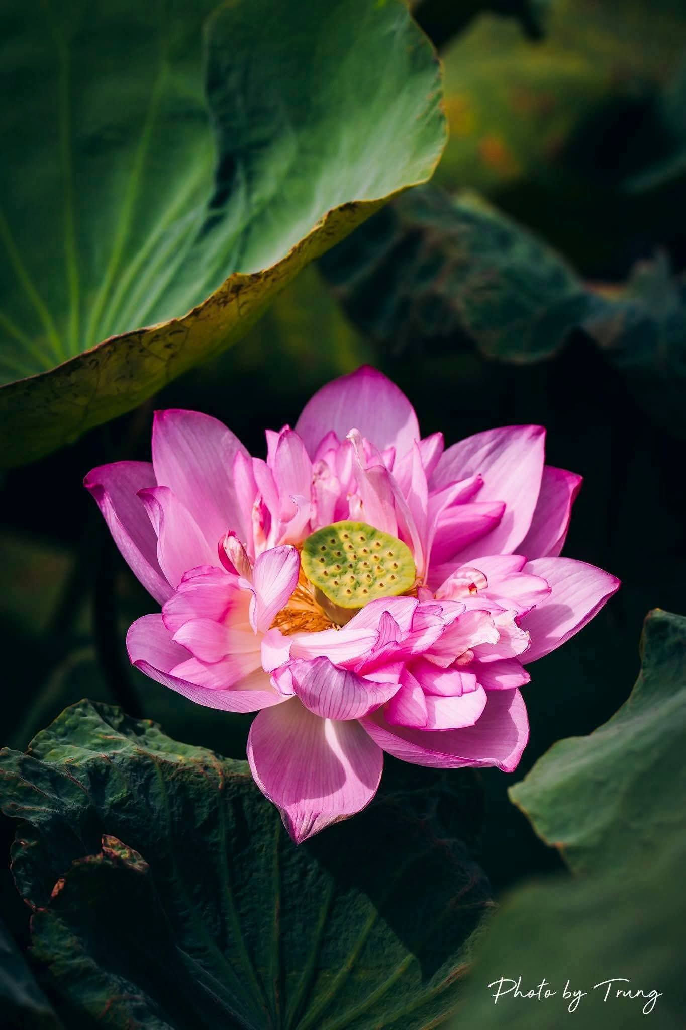 Tịnh hay không do chính mình