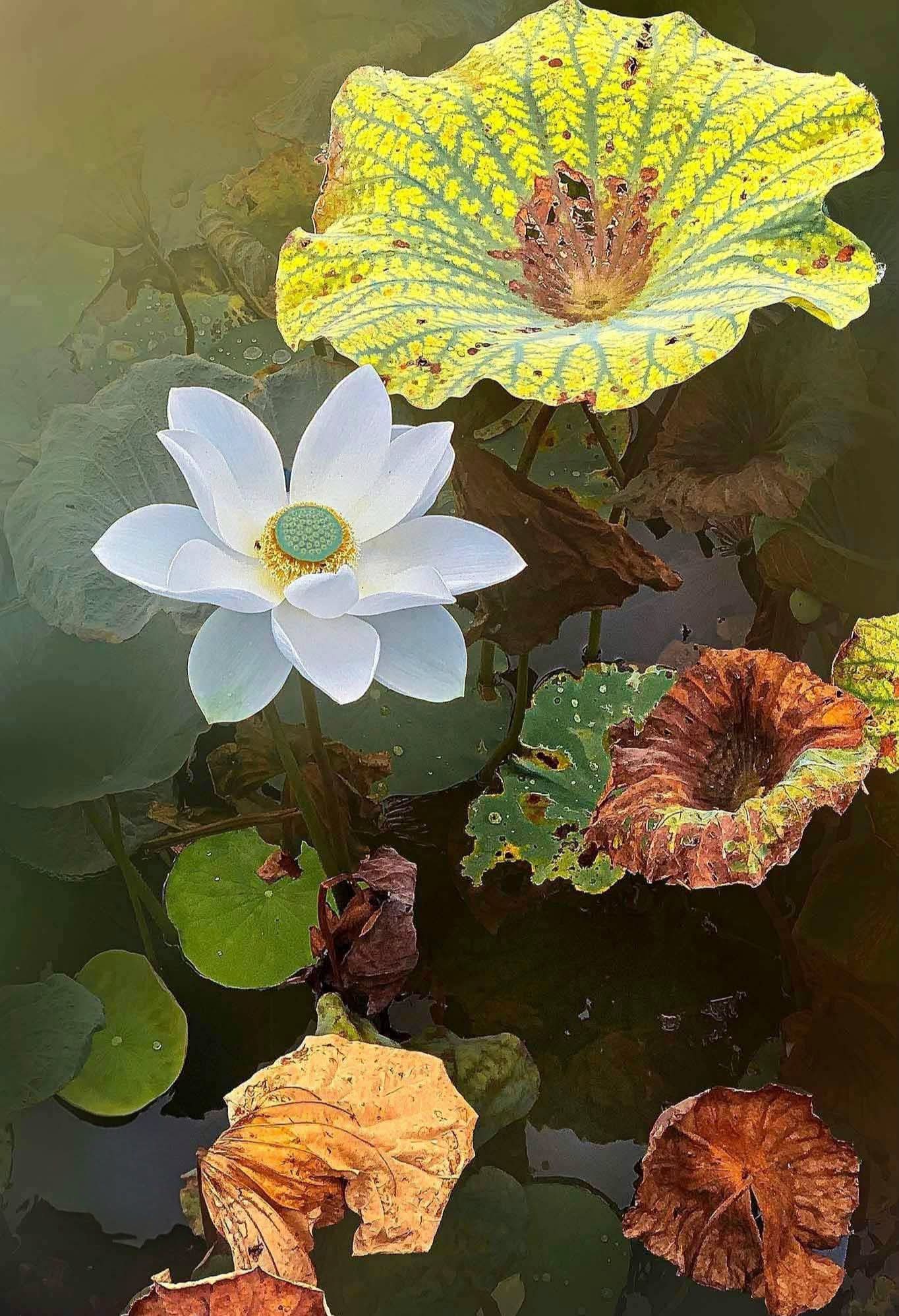 Nhân duyên vợ chồng