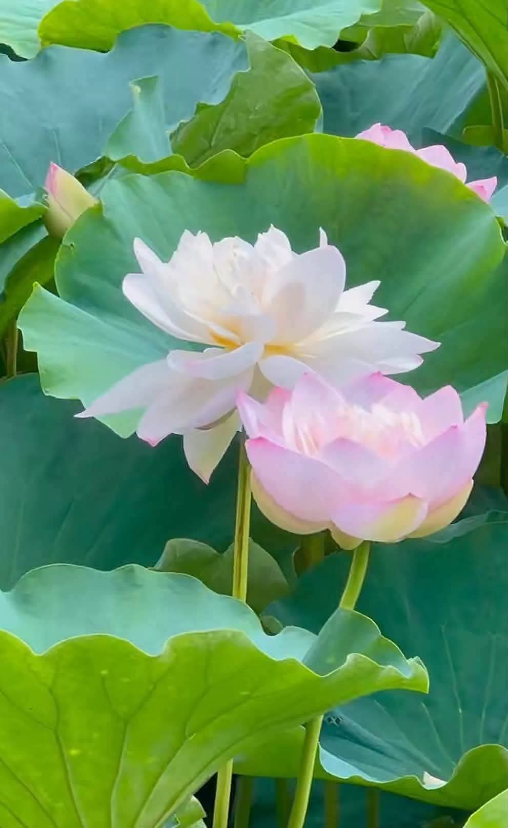 Là người con Phật