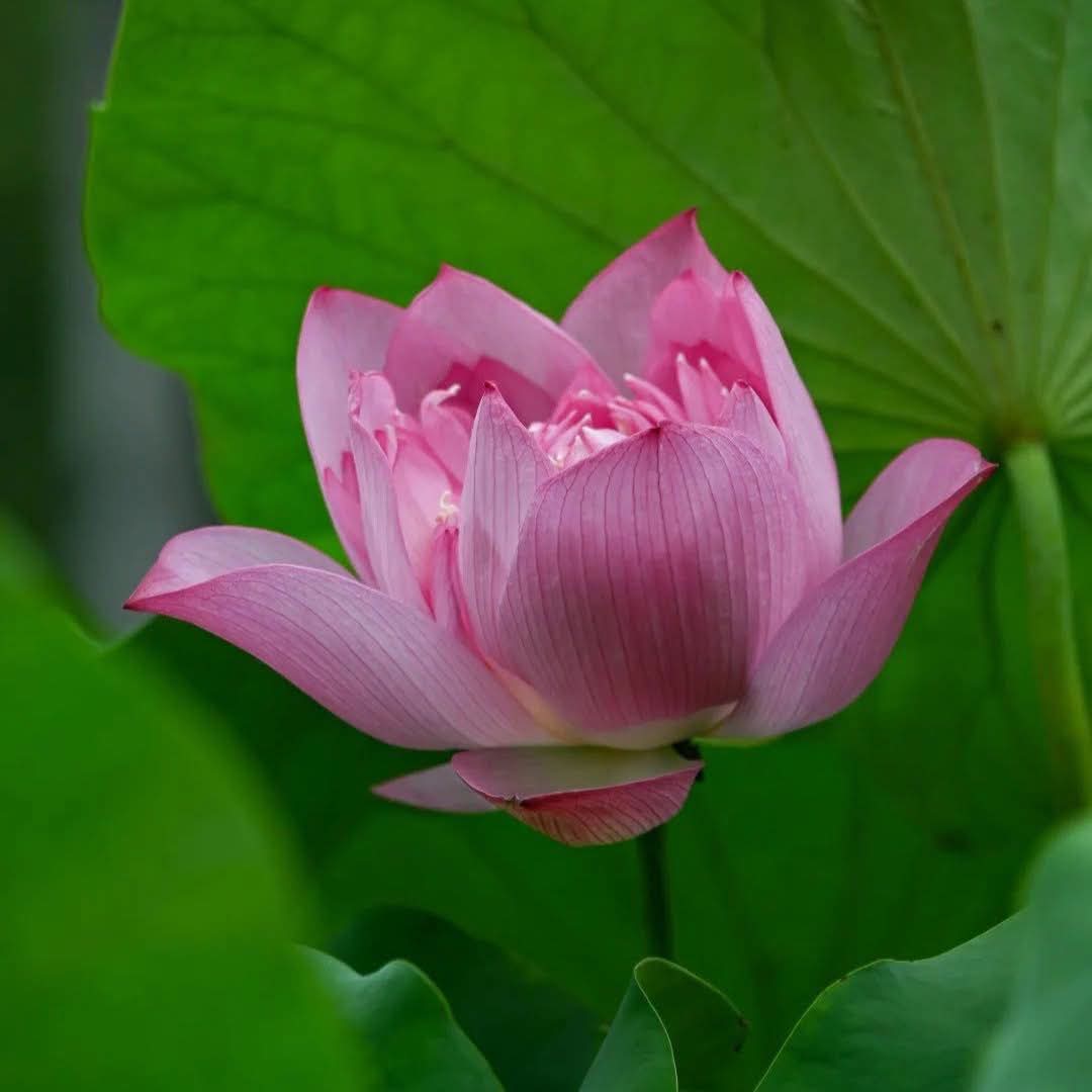 Đừng cố giữ