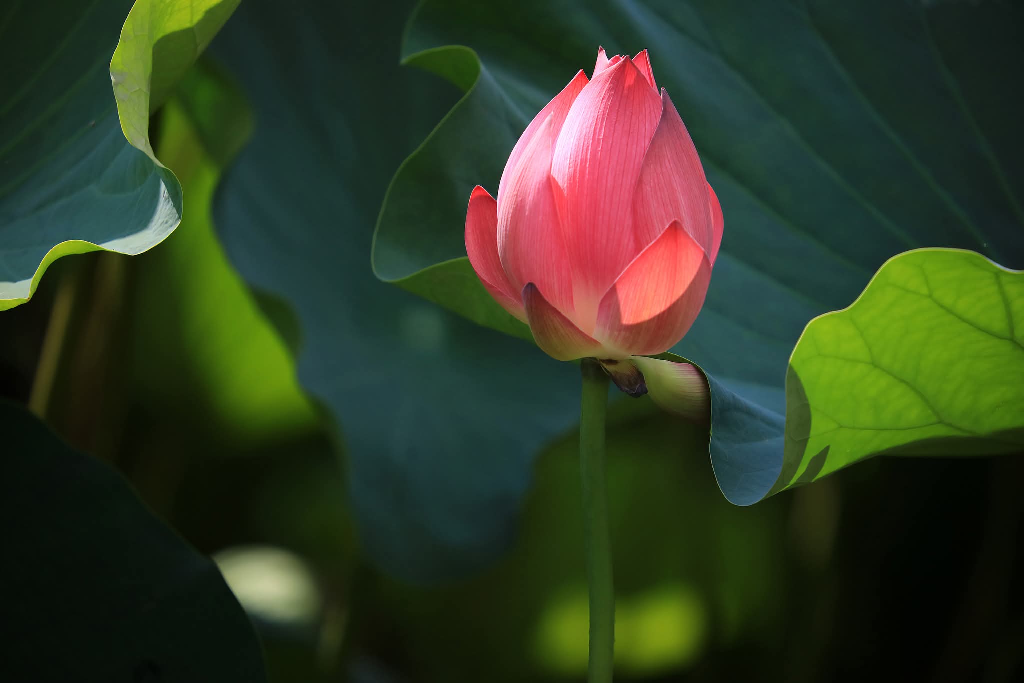 Phật sẽ soi đường