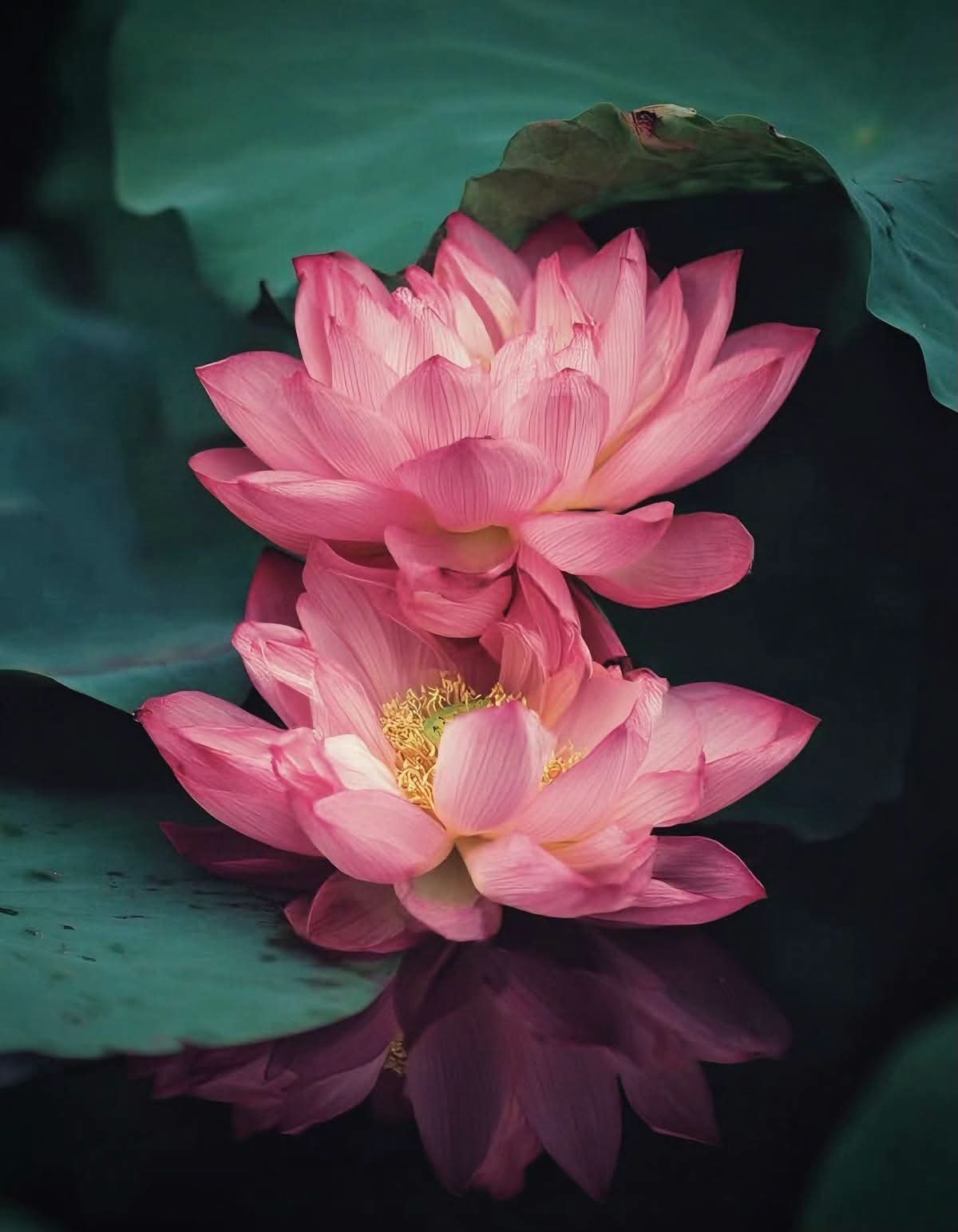 Quả báo sớm muộn mà thôi