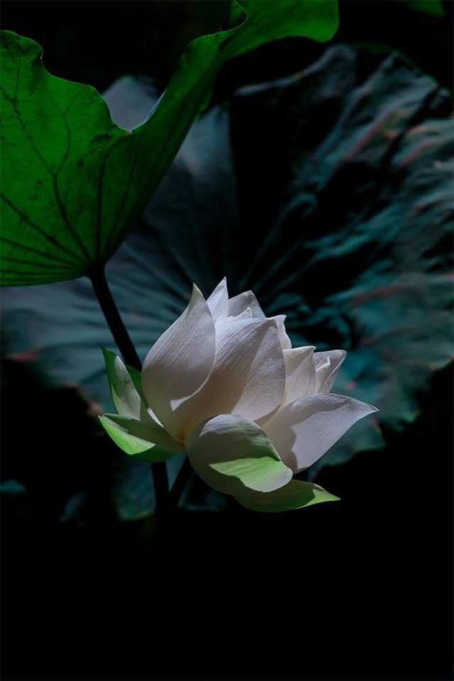 Chỉ cần bình yên