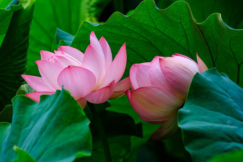 Muốn trẻ lâu, ít bệnh