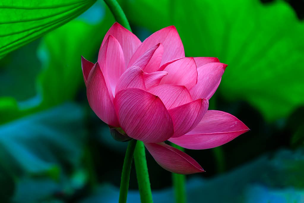 Nhìn thấy vô thường