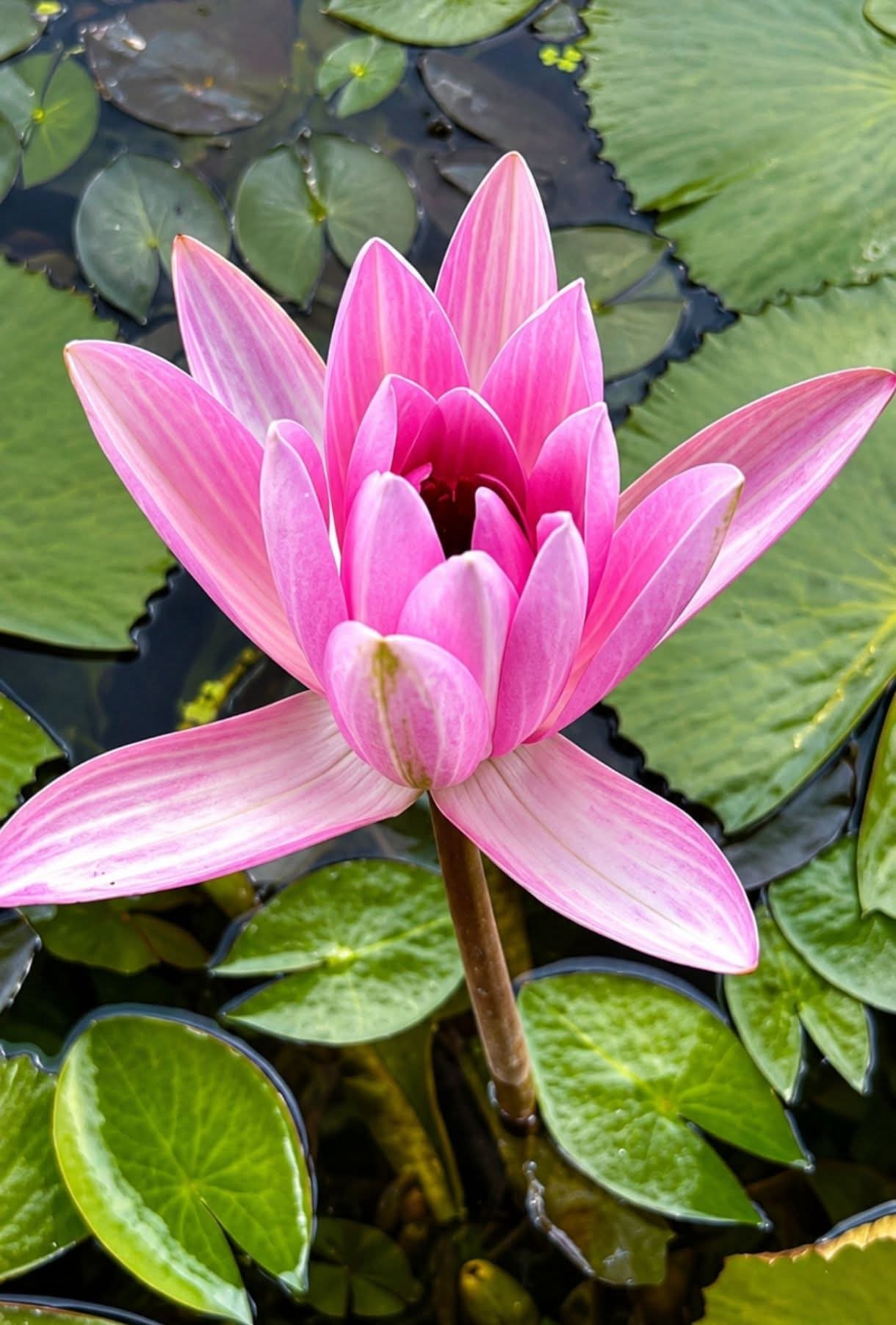 Đừng để tỳ vị trả giá