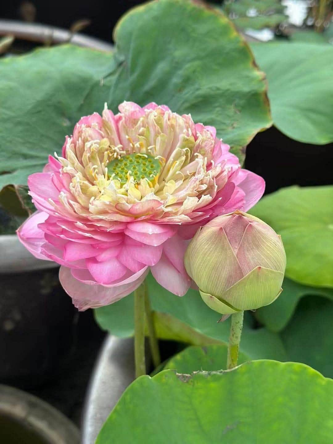 Đừng làm bậy khi gặp khó khăn