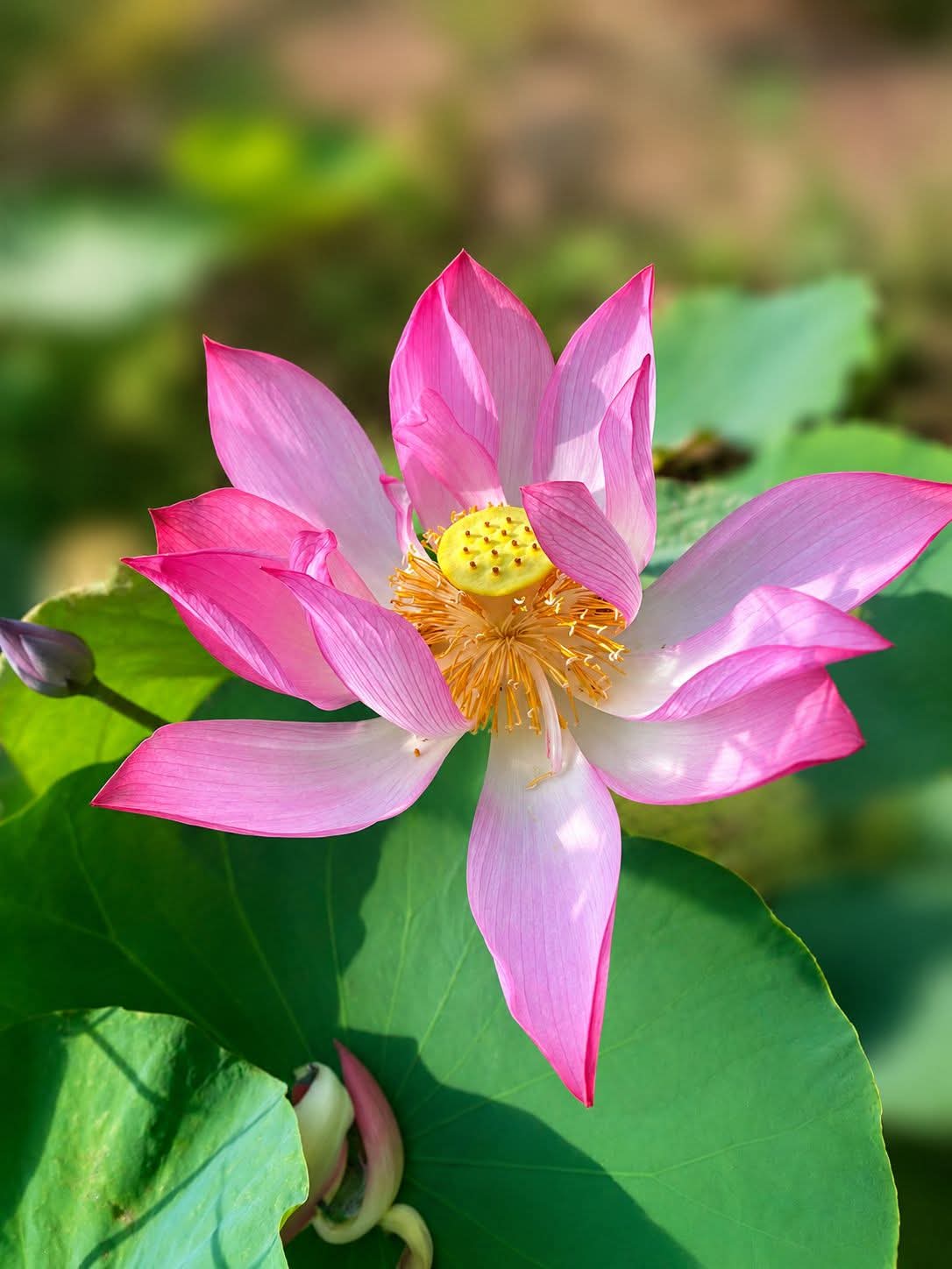 Ta khổ vì chưa chịu buông