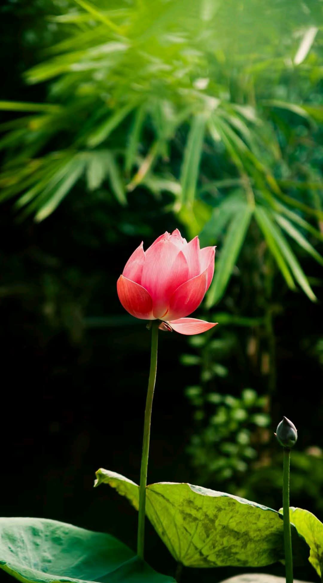 Nhân duyên đế rồi đi