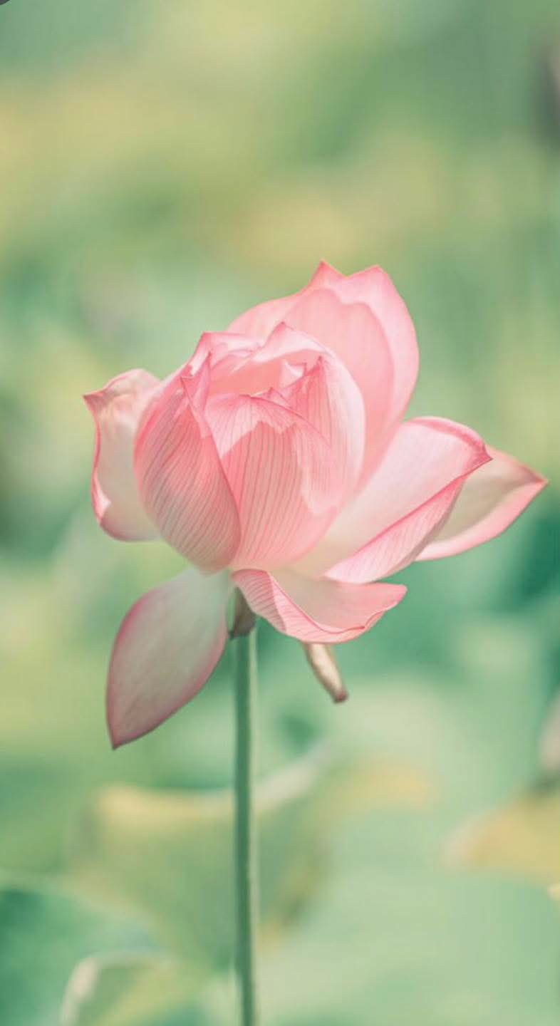 Có duyên có phước được làm người