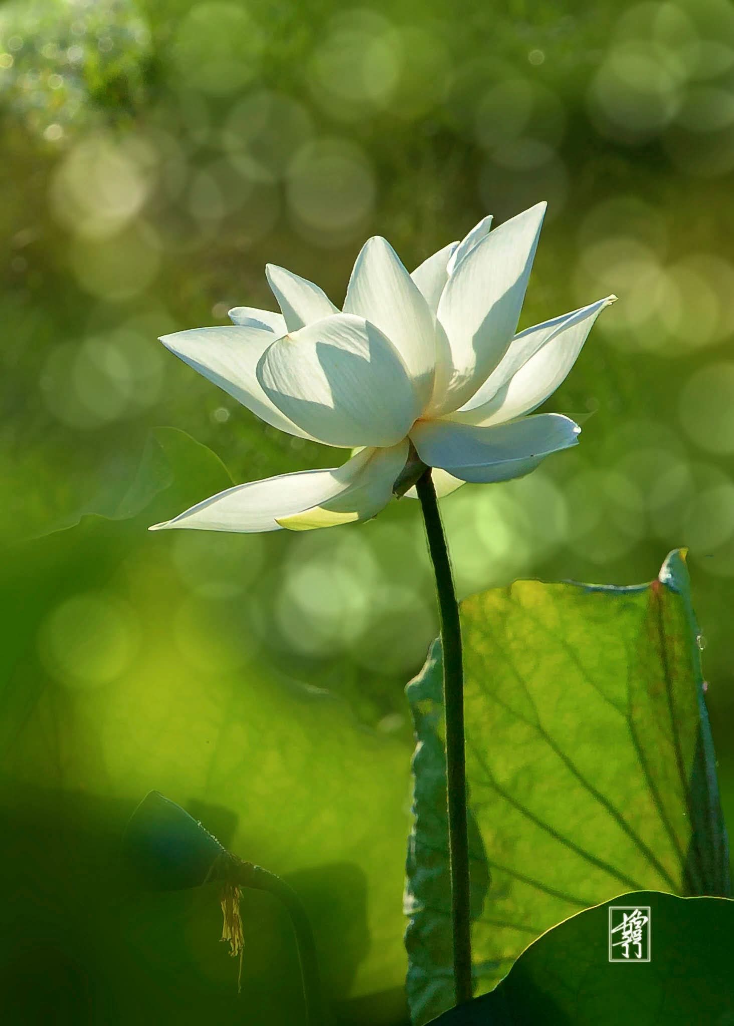 Nếu còn kém phước