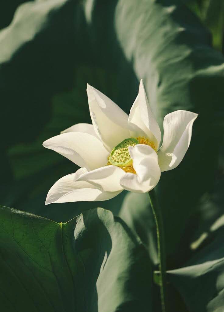 Đặt xuống