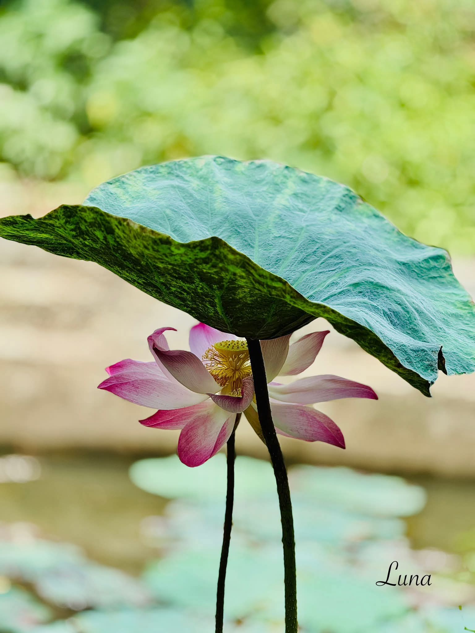Tâm mình thế nào, cuộc đời hiện ra thế ấy