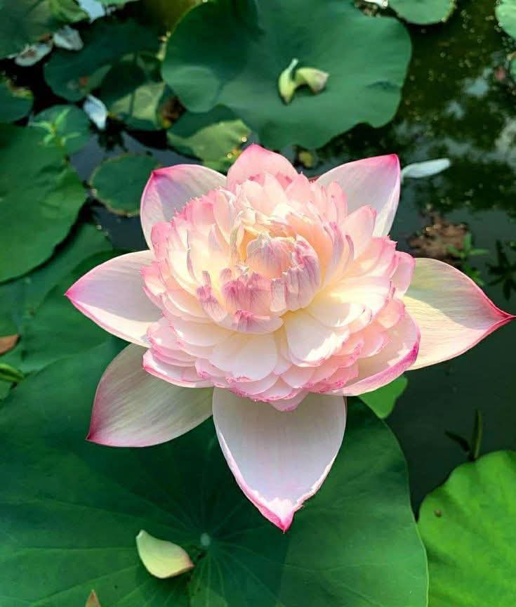 Khổ từ tham ái, chấp trước