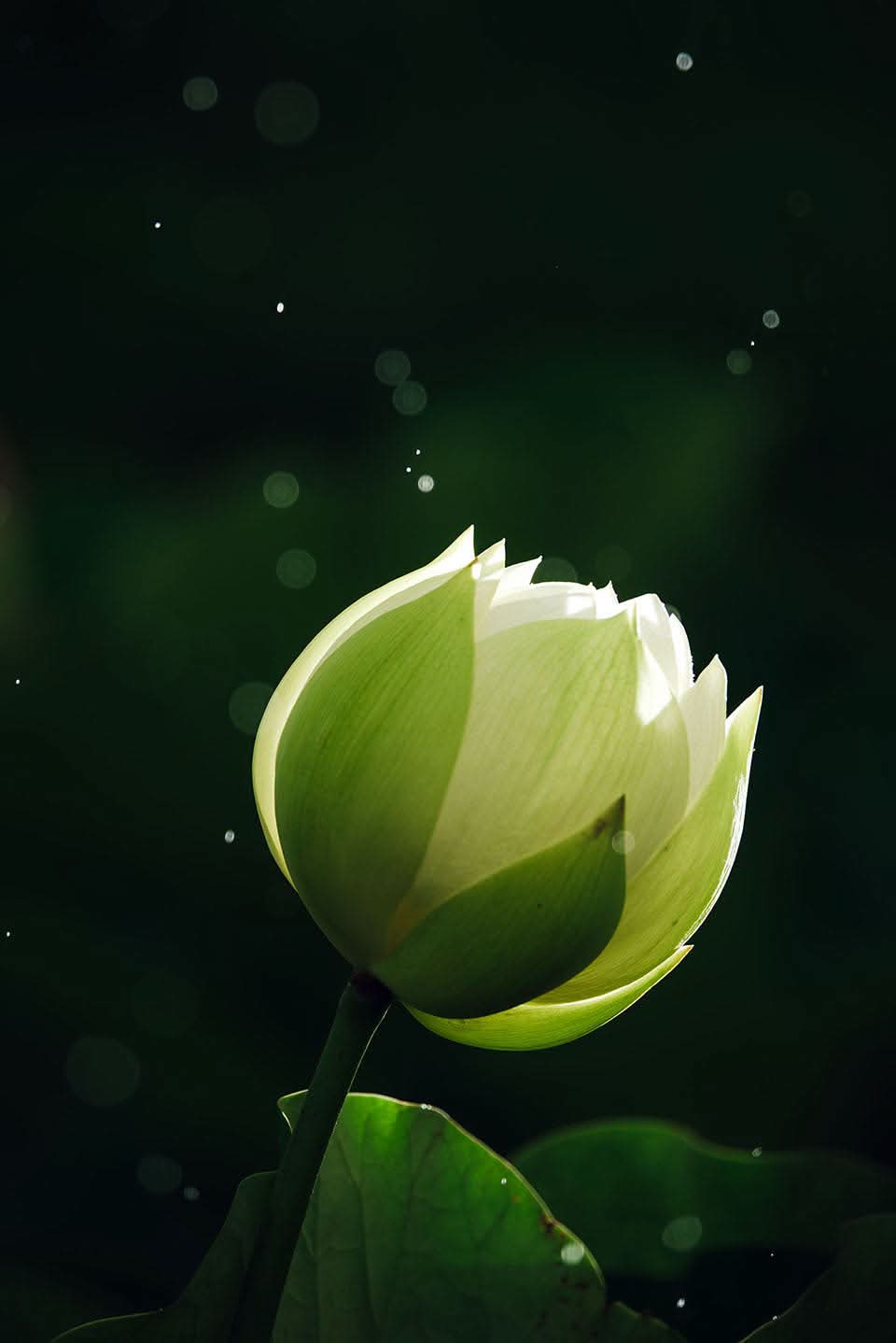 Thánh trí cao thâm