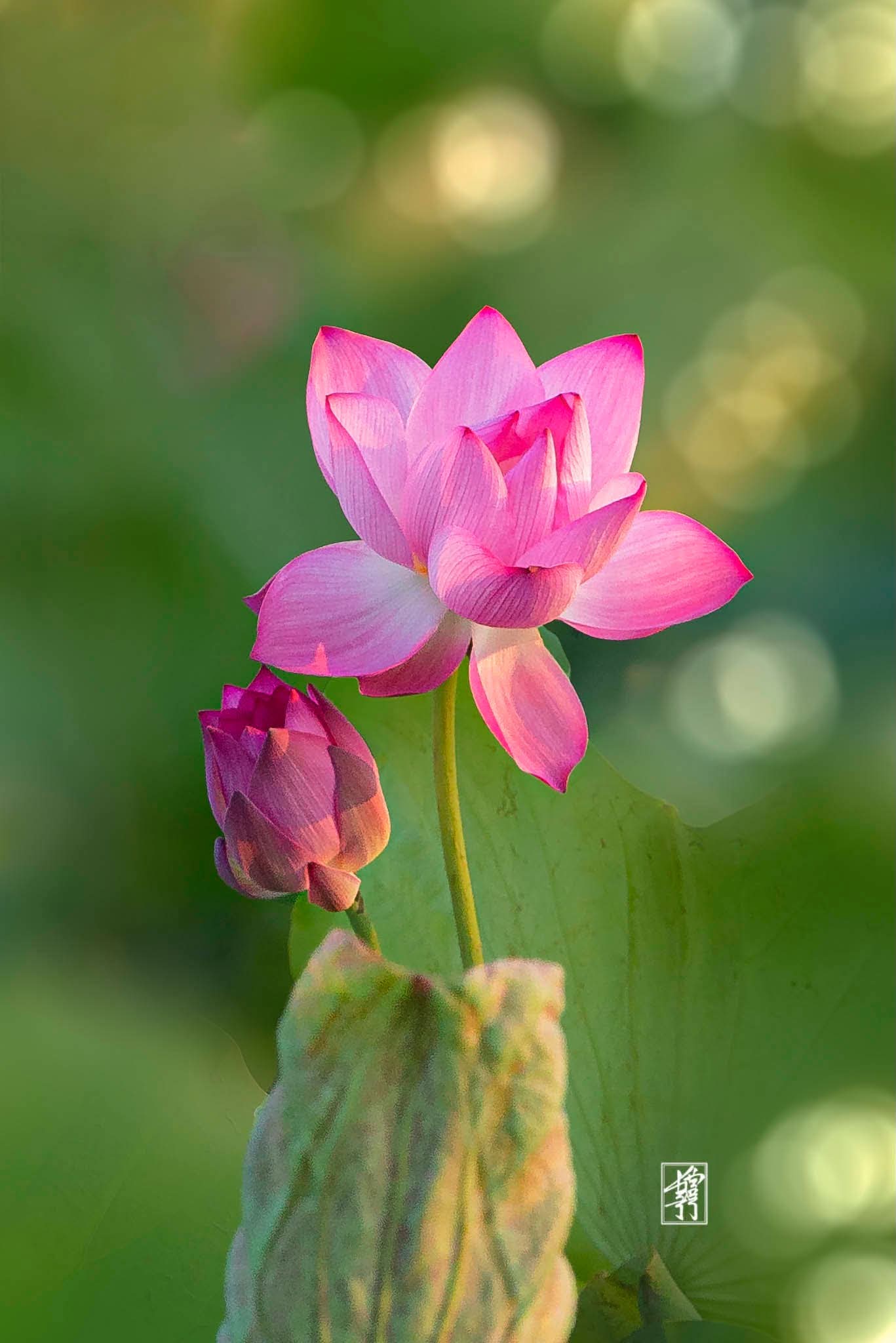 Bệnh sinh ra từ tật