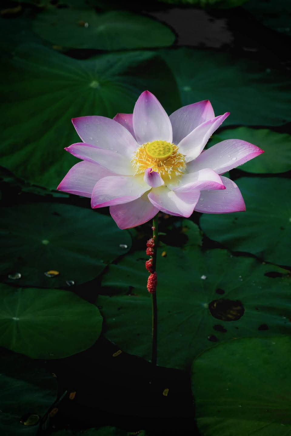 Biết vọng không theo