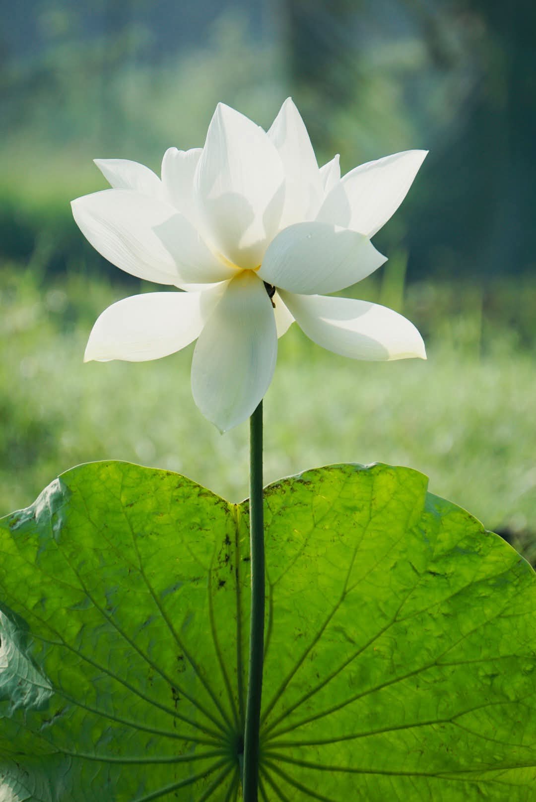 Chấp thân tâm