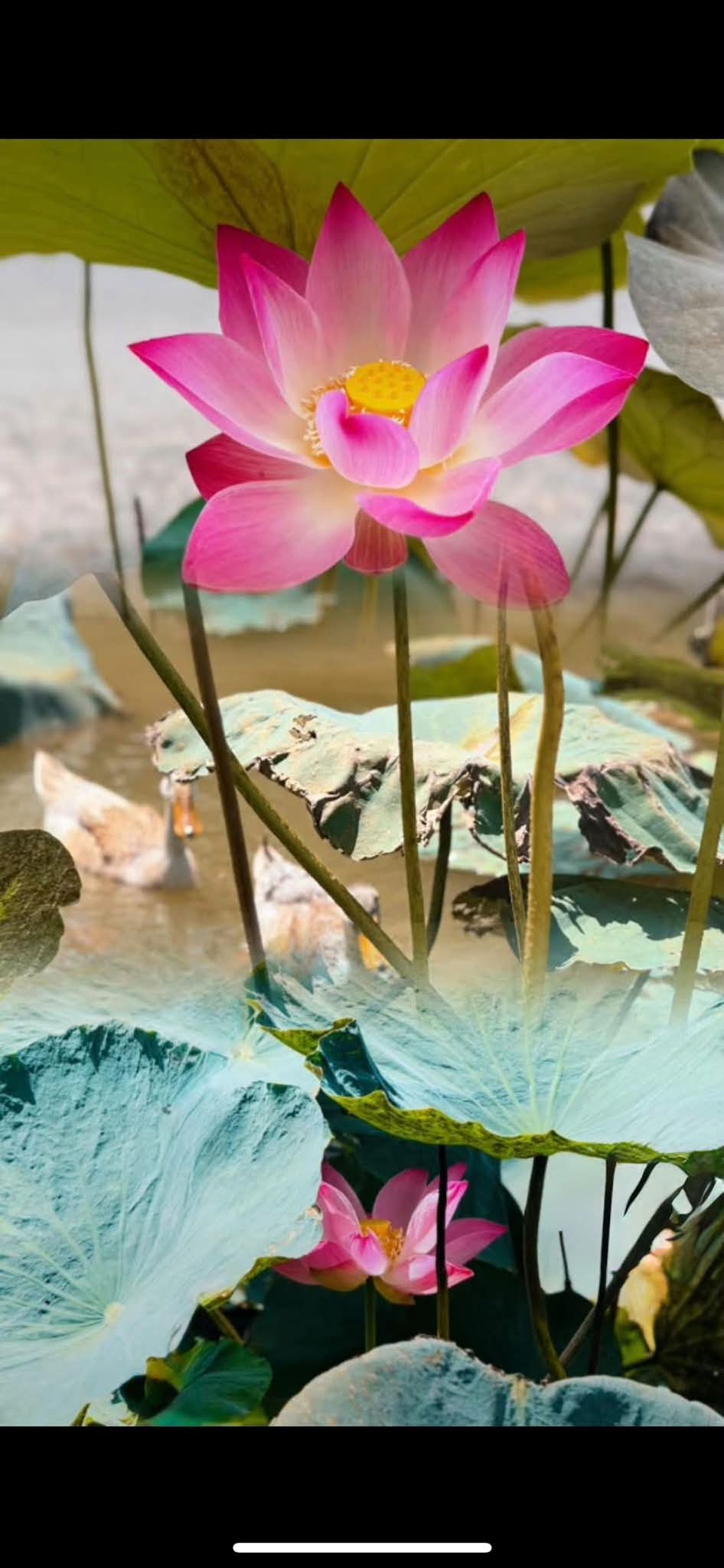 Được làm người