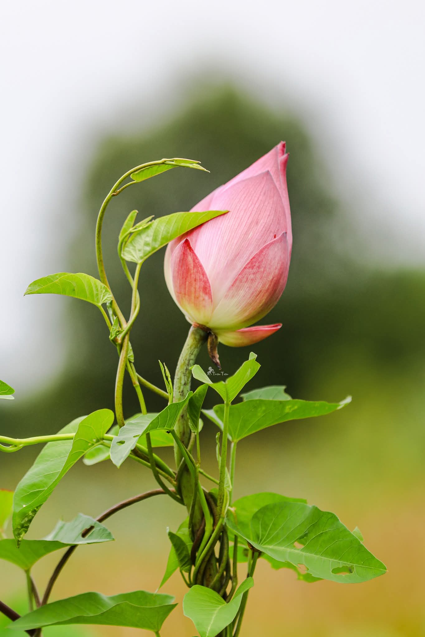 Mỗi người có nhân duyên