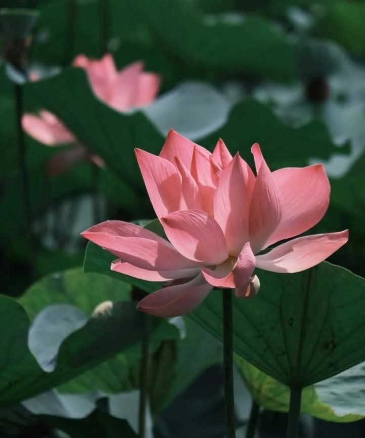 Bớt hờn bớt giận