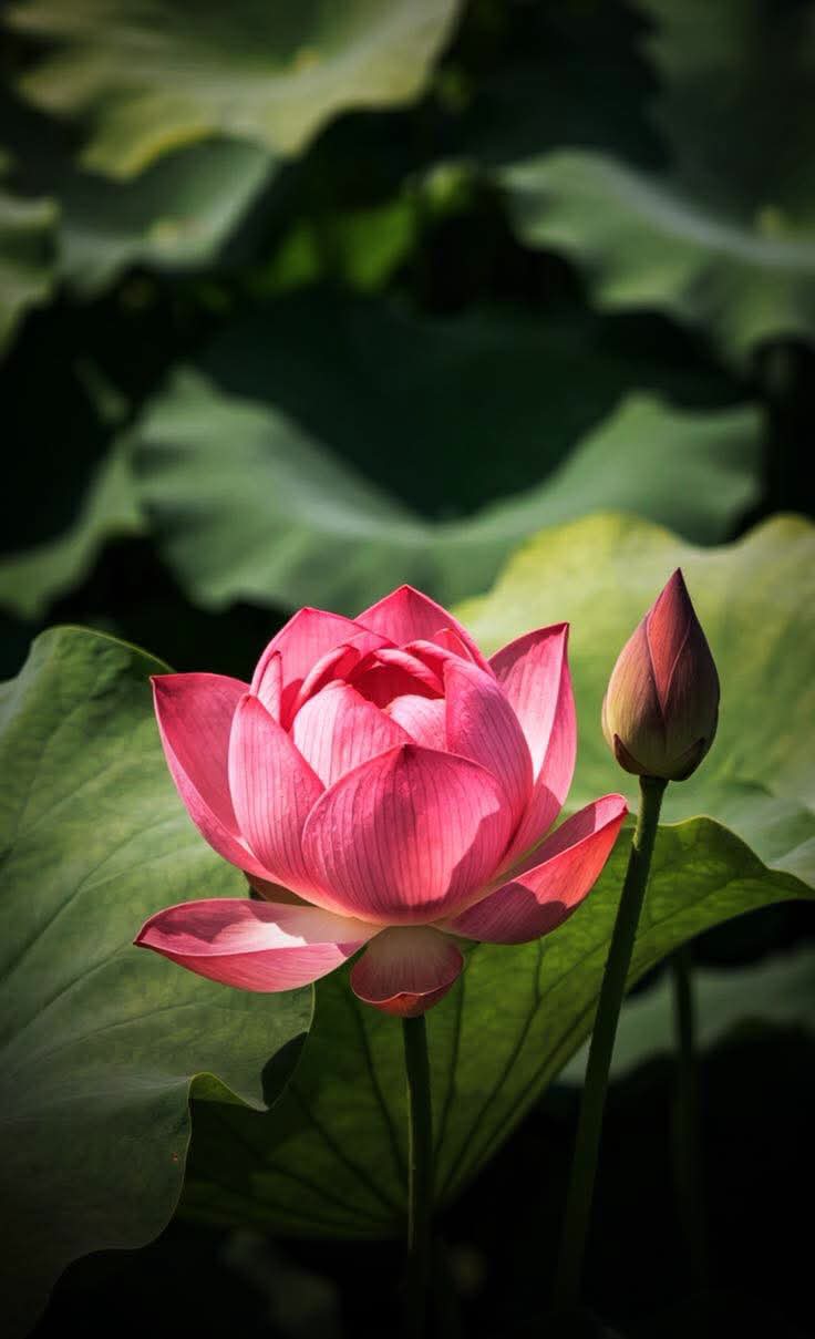 Có nhiều hơn để cho