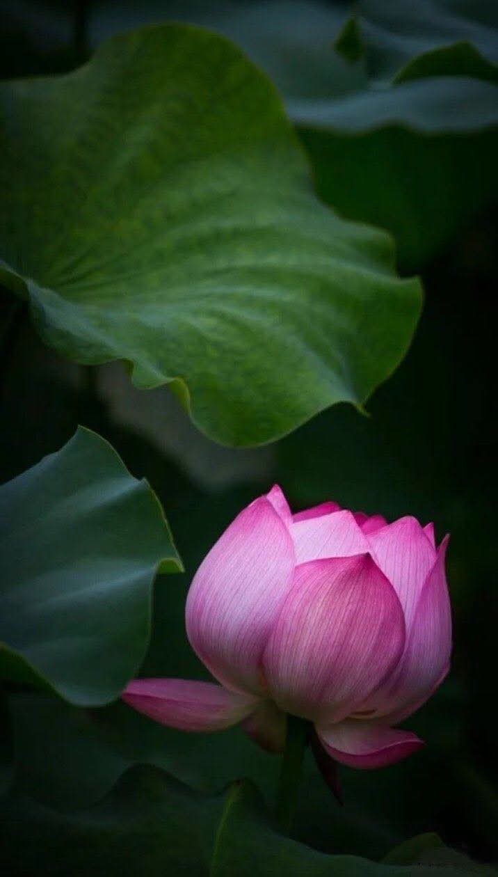 Phước đức