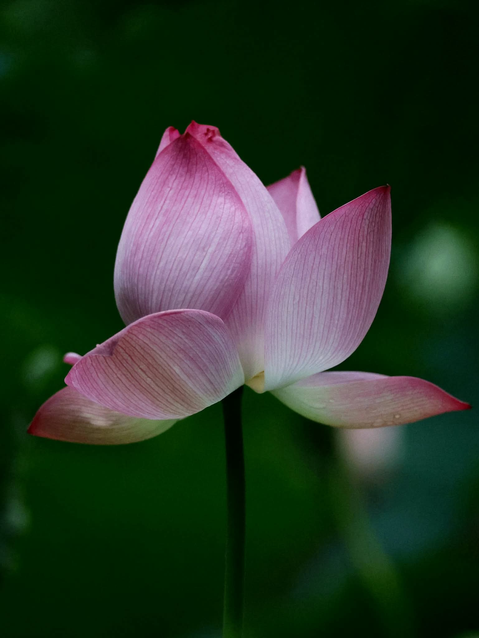Người hiểu nhân quả