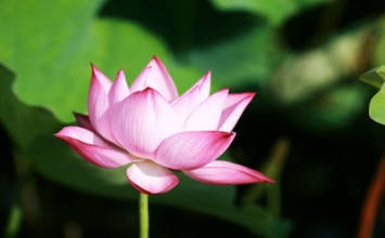 Thuật xem tướng