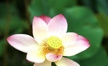 An tâm