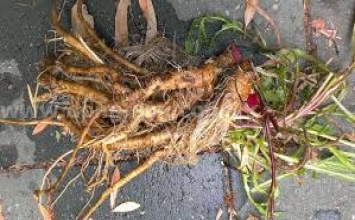 Phát hiện mới: Rễ cây này có thể tiêu diệt 98% tế bào ung thư chỉ trong 48 giờ