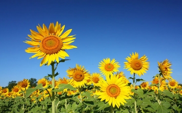 Hoa hướng dương làm thuốc