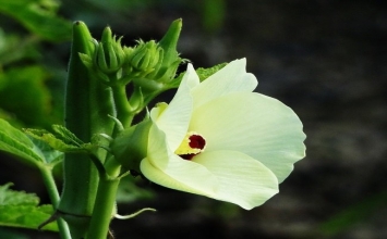 Bài thuốc chữa bệnh trĩ từ đậu bắp và dầu ô liu