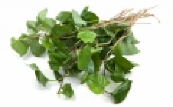 Rau giấp cá trị nhiều bệnh