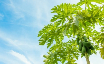 Lợi ích sức khỏe của nước lá đu đủ