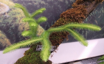 Việt Nam: vừa tìm thấy “cây cực quý ” trị bệnh Lú lẫn tuổi già