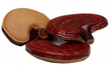 Không phải nấm linh chi nào cũng chữa được bệnh