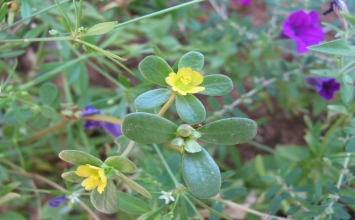 Rau sam: một kháng sinh thực vật