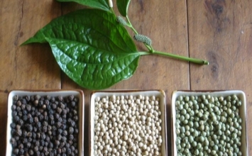 ‘Bé hạt tiêu’ nhưng trị được nhiều bệnh